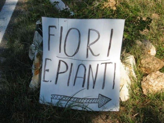 ForumEA/S/fiori e pianti 550.jpg